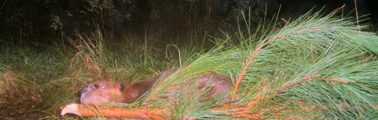 Beaver 2009 031