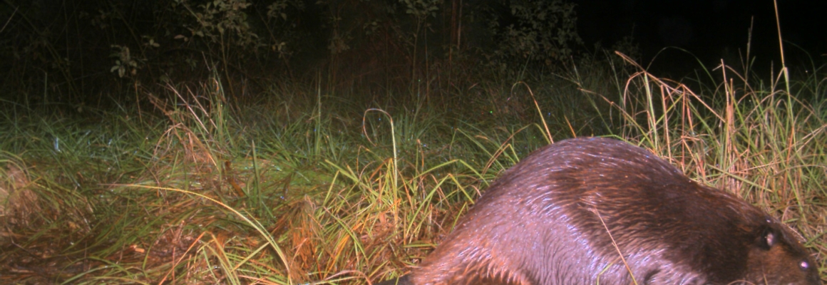 Beaver