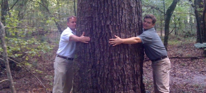 CC12 big tree002