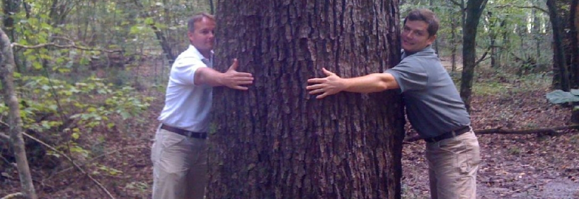 CC12_big_tree002[1]